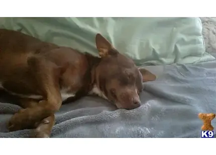 Chihuahua