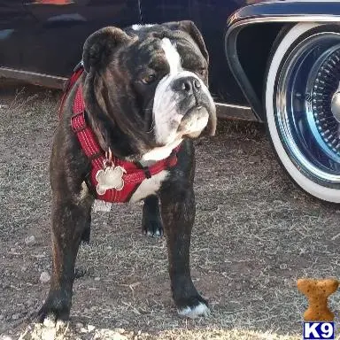 Old English Bulldog stud dog: a old english bulldog dog wearing a harness