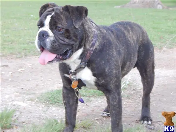 Old English Bulldog stud dog: a old english bulldog dog with a leash