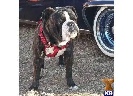 Old English Bulldog stud dog: a old english bulldog dog wearing a harness