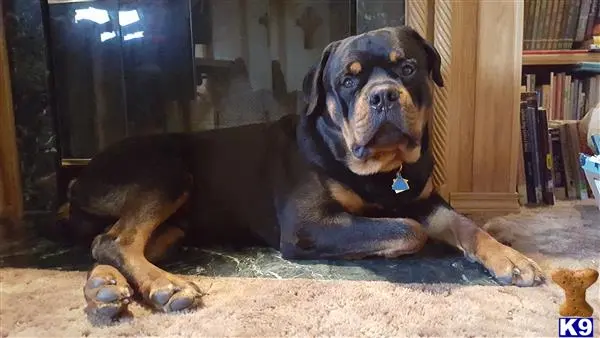 Rottweiler stud dog: a rottweiler dog lying on the ground
