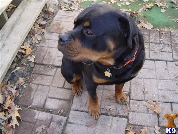 Rottweiler stud dog: a rottweiler dog sitting on a brick walkway