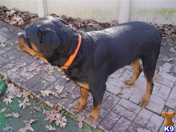 Rottweiler stud dog: a rottweiler dog with a toy in its mouth