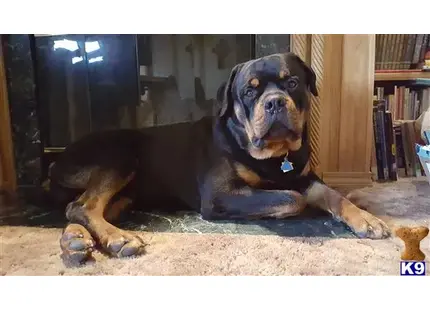 Rottweiler stud dog: a rottweiler dog lying on the ground