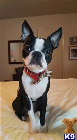 Boston Terrier stud dog