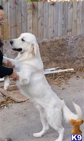 Golden Retriever stud dog