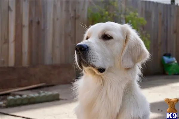 Golden Retriever stud dog