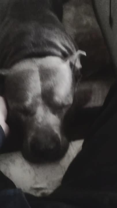 American Pit Bull stud dog