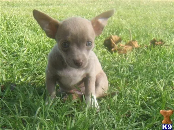 Chihuahua puppy for sale