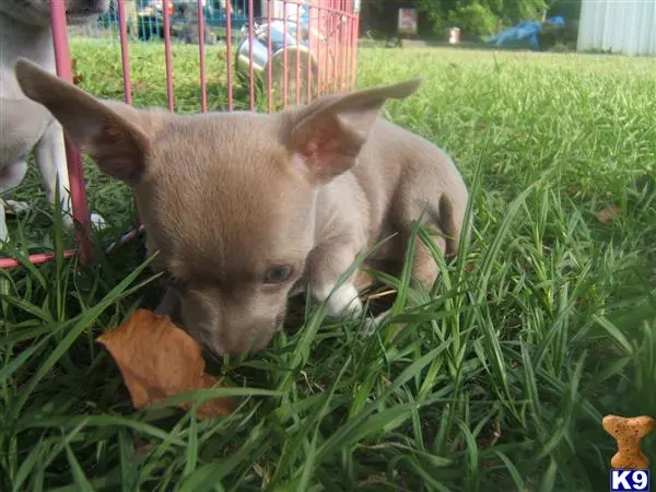 Chihuahua puppy for sale