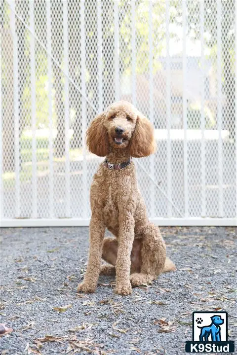 Poodle stud dog: a poodle dog sitting on the ground