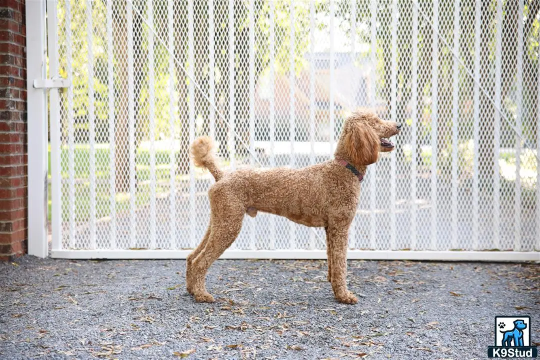 Poodle stud dog: a poodle dog standing in front of a fence
