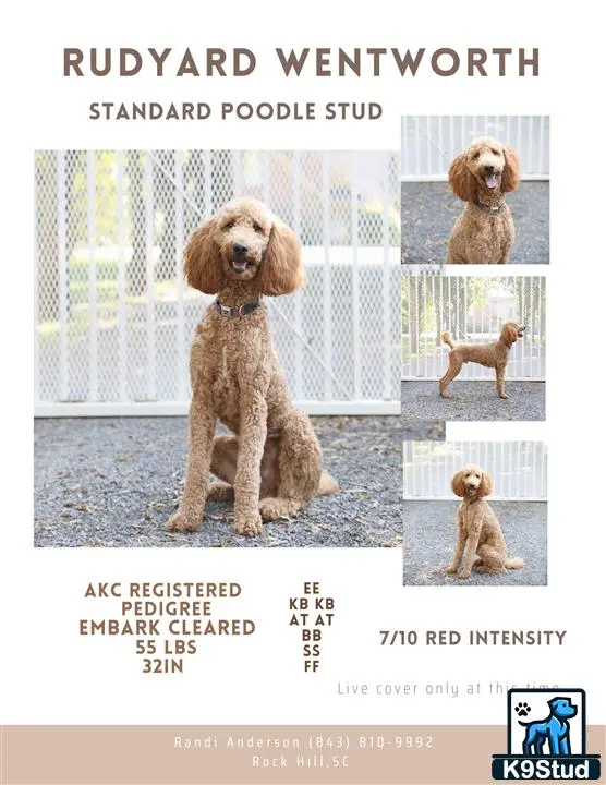 Poodle stud dog: timeline