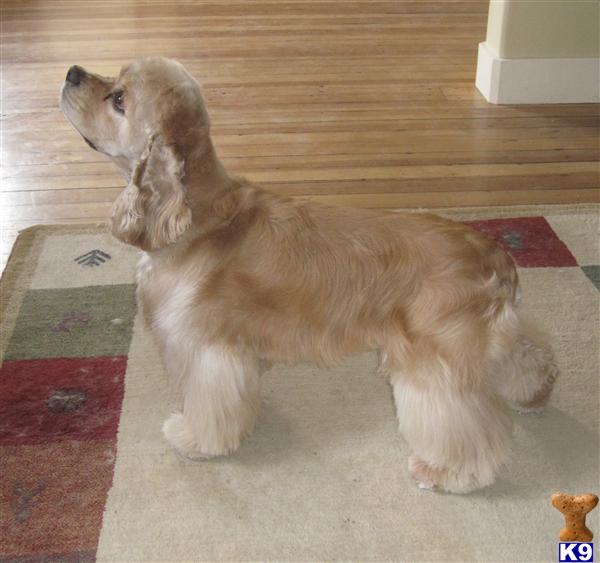 Cocker Spaniel stud dog: Light golden Cocker Spaniel standing on a rug indoors