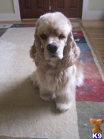 Cocker Spaniel stud dog: Fluffy golden Cocker Spaniel sitting on a rug indoors