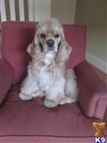 Cocker Spaniel stud dog: Blonde Cocker Spaniel sitting on a red armchair