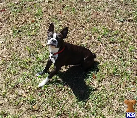 Boston Terrier stud dog