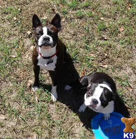 Boston Terrier stud dog