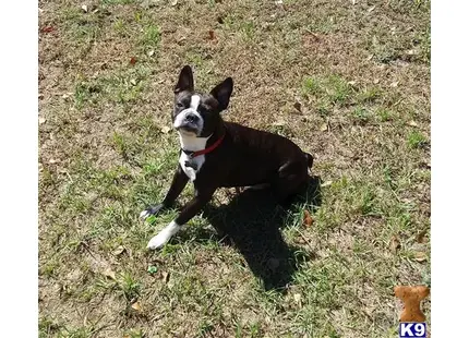 Boston Terrier