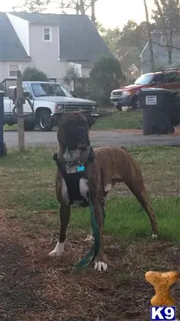 Boxer stud dog