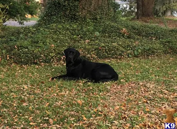 Labrador Retriever stud dog