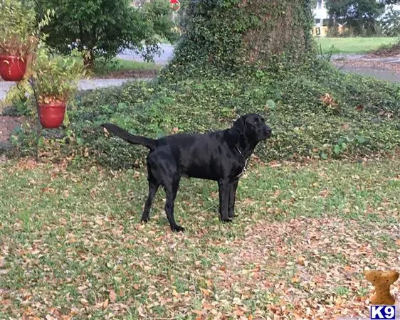 Labrador Retriever stud dog