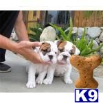bulldog puppy posted by randydotty