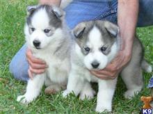 siberian husky puppy posted by randyjudan