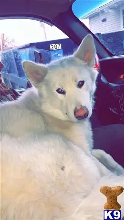 Alaskan Malamute stud dog