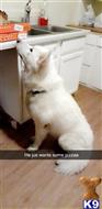 Nanook available Alaskan Malamute puppy located in EAGLE LAKE