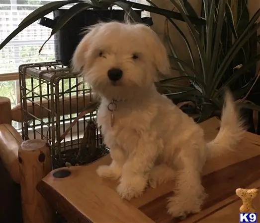 Maltese stud dog