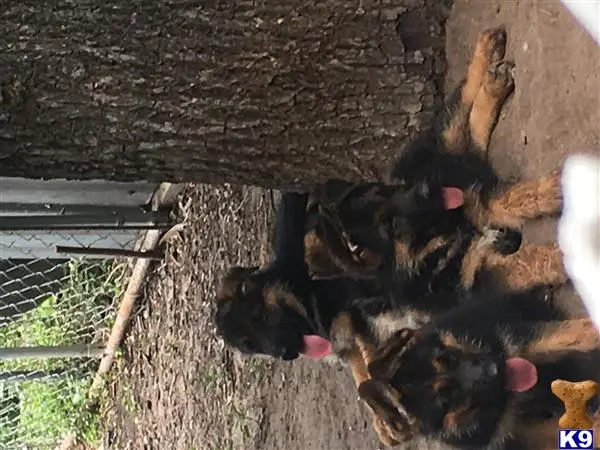 German Shepherd puppy for sale