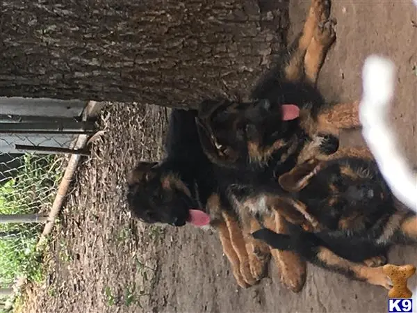 German Shepherd puppy for sale