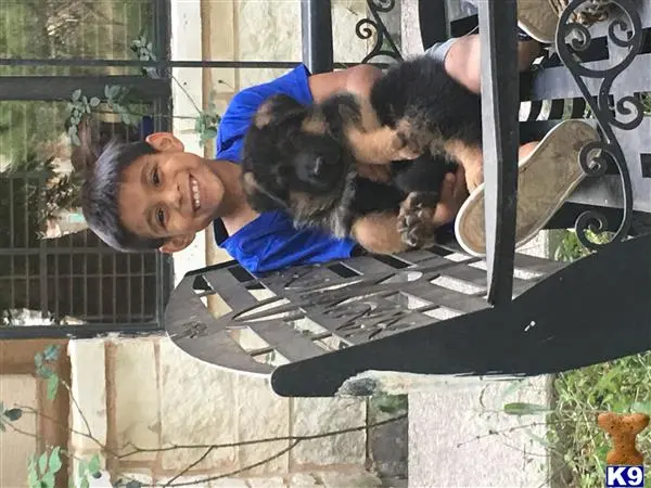 German Shepherd puppy for sale