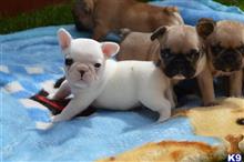 french bulldog puppy posted by rapheleaton