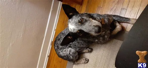 Australian Cattle Dog