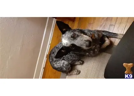 Australian Cattle Dog