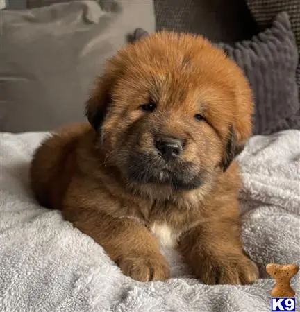 Tibetan Mastiff puppy for sale