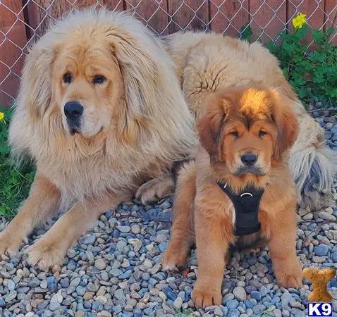 Tibetan Mastiff puppy for sale