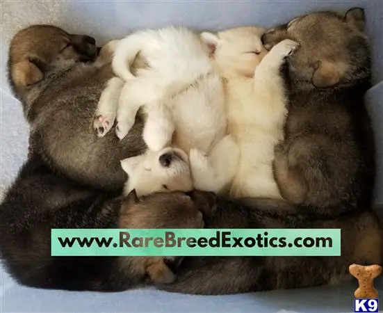 Wolf Dog puppy for sale