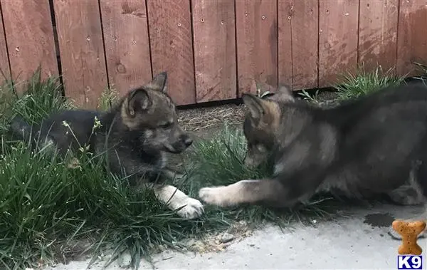 Wolf Dog puppy for sale