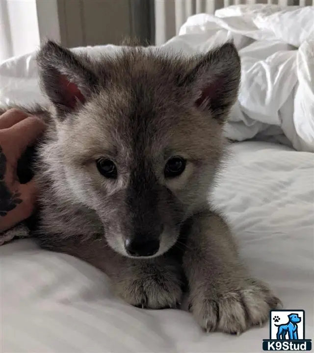 Wolf Dog puppy for sale