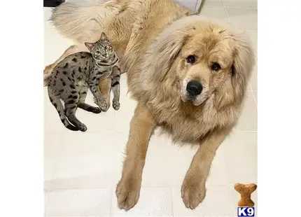 a tibetan mastiff dog and a cat