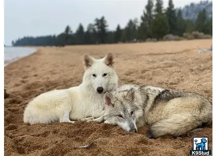 a couple of wolf dog dogs lying on the ground