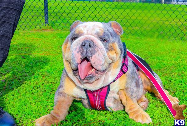 English Bulldog dog