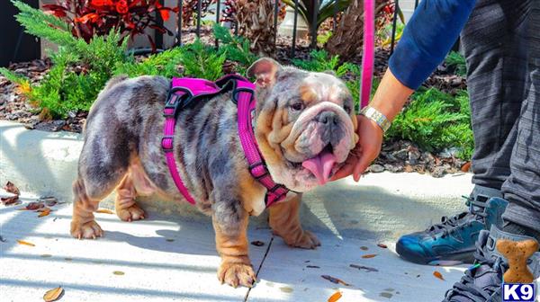 English Bulldog stud dog