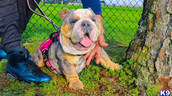 English Bulldog dog