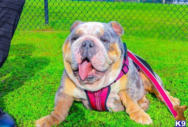 English Bulldog stud dog