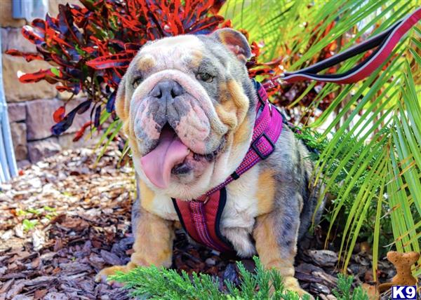 English Bulldog dog