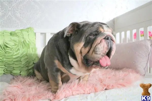 English Bulldog stud dog